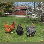UV Resistant Garden Bird Netting for Fruit Trees Vegetables and Chicken Runs